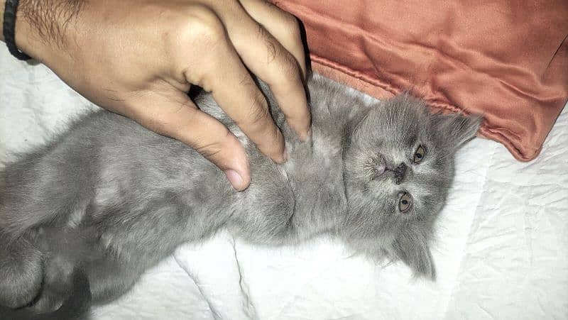 Persian female 4 Total 4 bachy hai AK black Gray 1