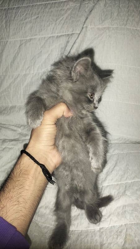 Persian female 4 Total 4 bachy hai AK black Gray 2