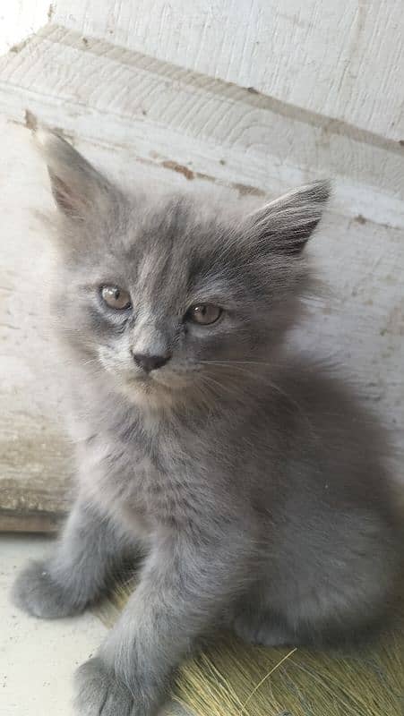 Persian female 4 Total 4 bachy hai AK black Gray 4