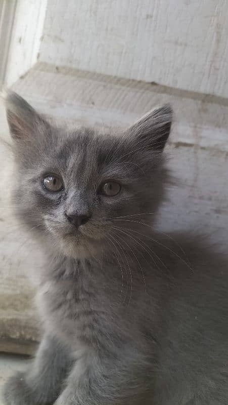 Persian female 4 Total 4 bachy hai AK black Gray 5