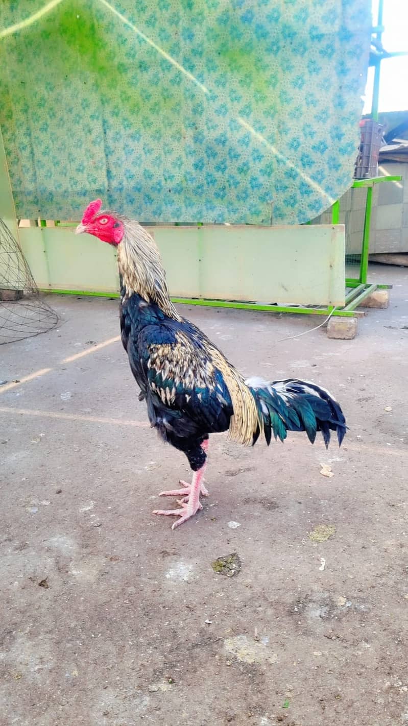 Sawa Pamoze | Sawa Hens | pamoze Hens | Hens for sale 4