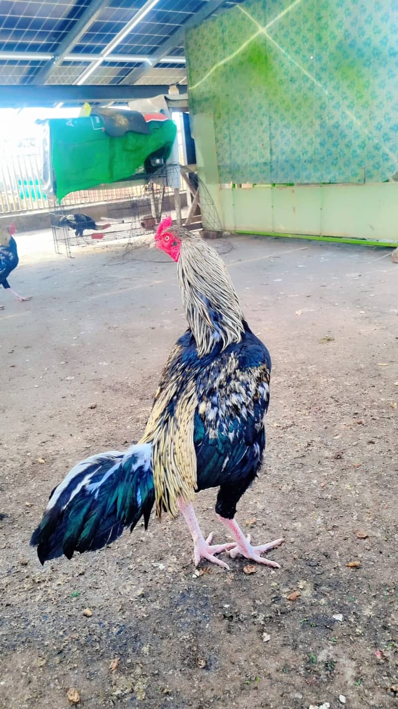 Sawa Pamoze | Sawa Hens | pamoze Hens | Hens for sale 5