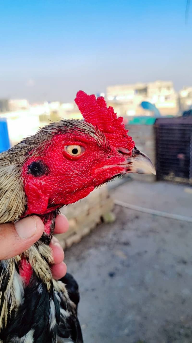 Sawa Pamoze | Sawa Hens | pamoze Hens | Hens for sale 6