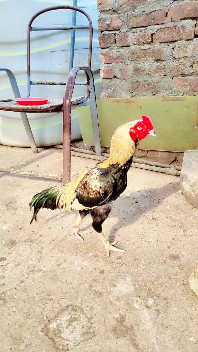 Sawa Pamoze | Sawa Hens | pamoze Hens | Hens for sale 7