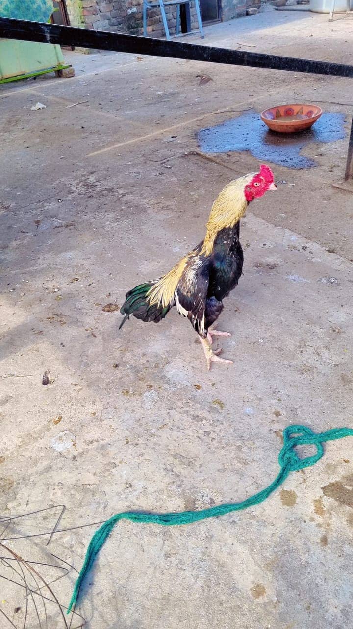 Sawa Pamoze | Sawa Hens | pamoze Hens | Hens for sale 8