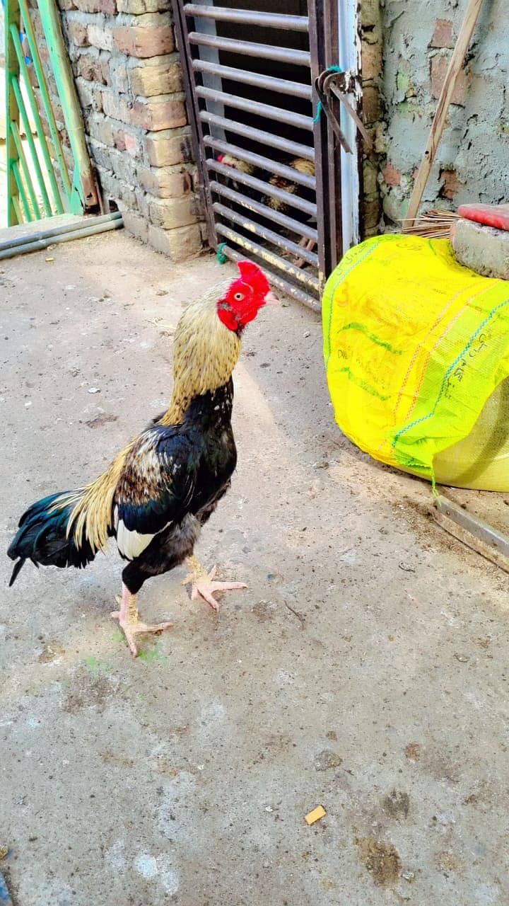 Sawa Pamoze | Sawa Hens | pamoze Hens | Hens for sale 10