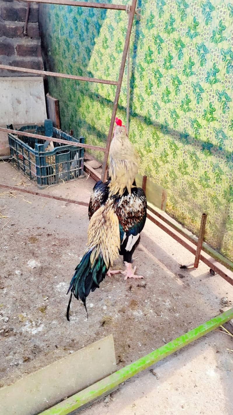 Sawa Pamoze | Sawa Hens | pamoze Hens | Hens for sale 11