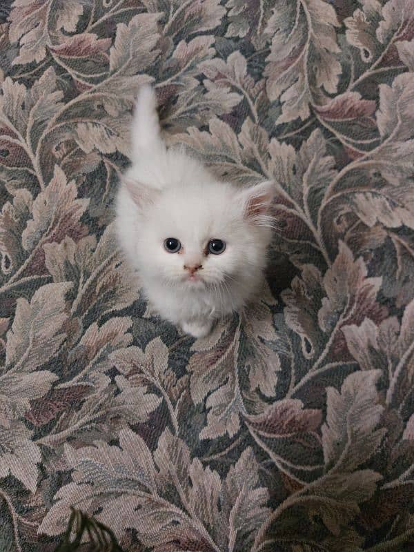 Persian baby kitten blue eyes 0