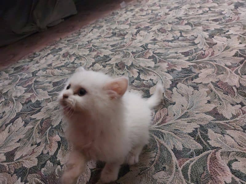 Persian baby kitten blue eyes 1