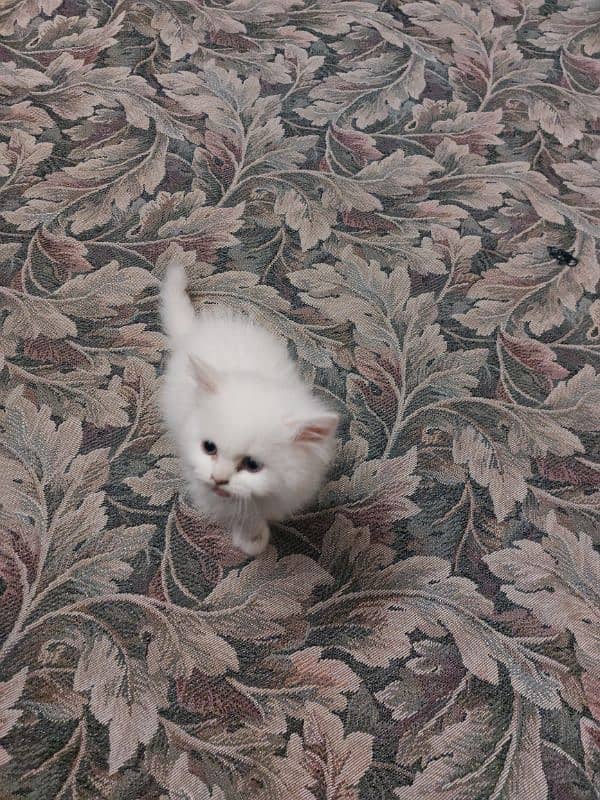 Persian baby kitten blue eyes 2