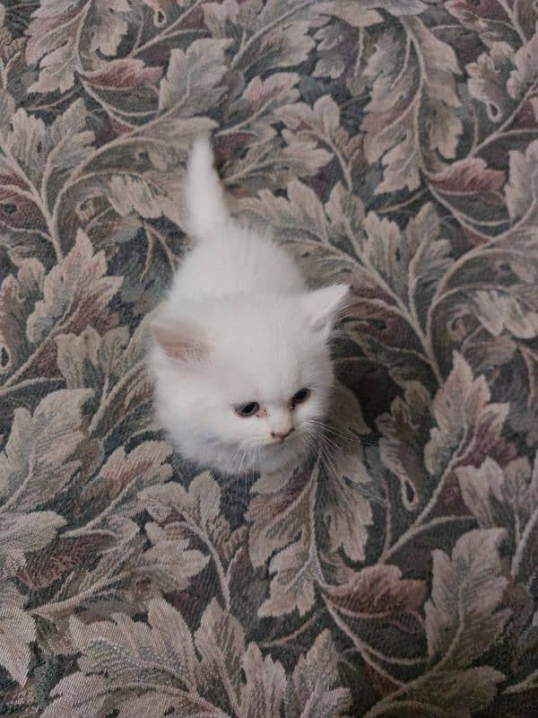 Persian baby kitten blue eyes 3