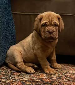 FRENCH MASTIFF PUPPY | DOG FOR SALE | 03321718405