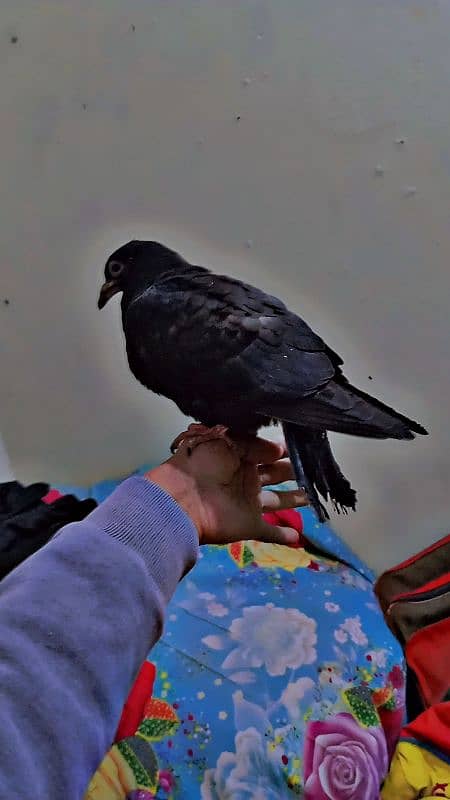 pigeon hand tame 1