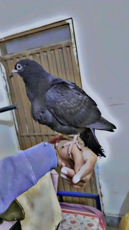 pigeon hand tame 2