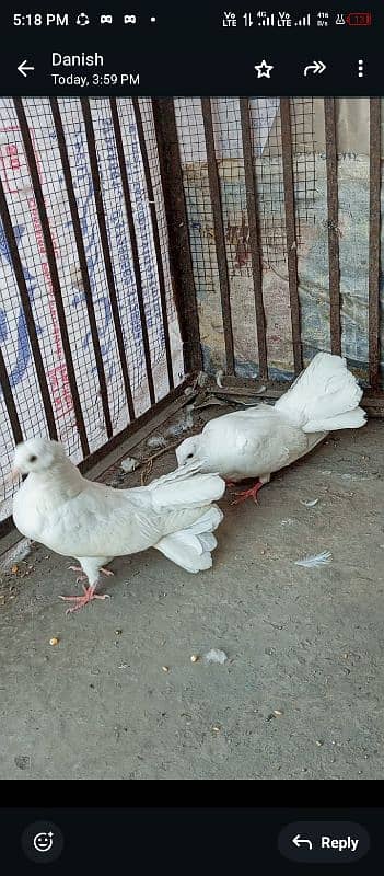 fancy pigeon/indian fantail/ white laky kabutar 0