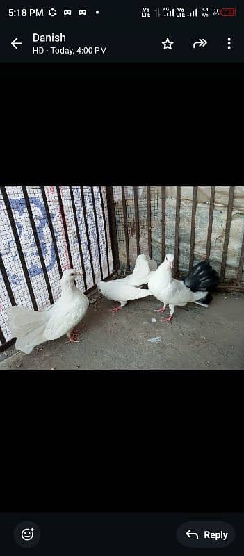 fancy pigeon/indian fantail/ white laky kabutar 1