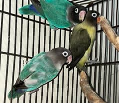 3 pieces of Love birds available