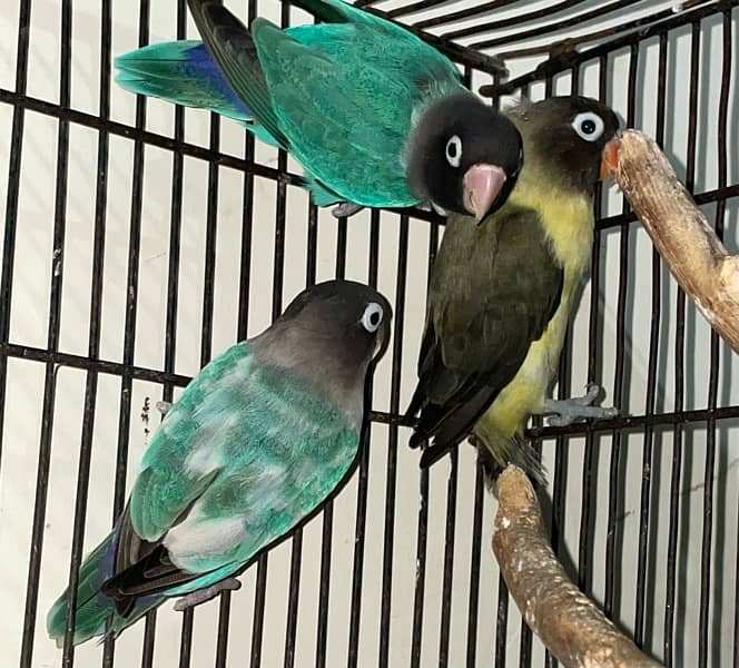 3 pieces of Love birds available 1