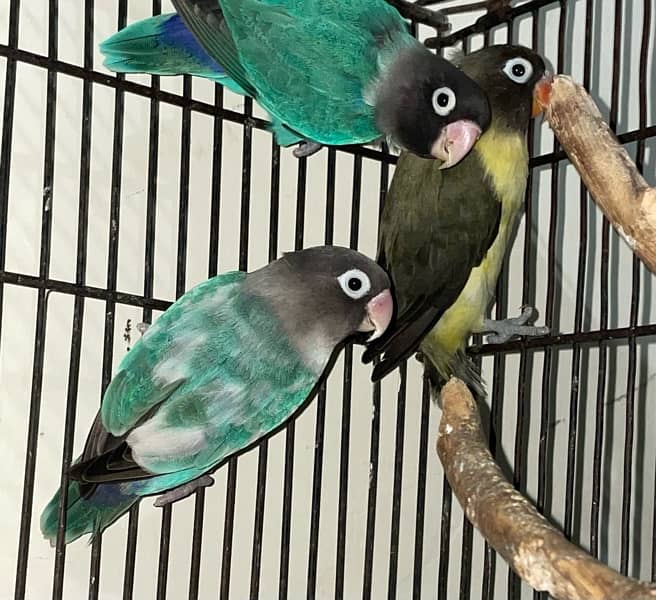 3 pieces of Love birds available 3