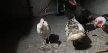 Turkish hens