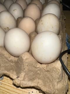 Ducks fertile eggs or desi eggs available