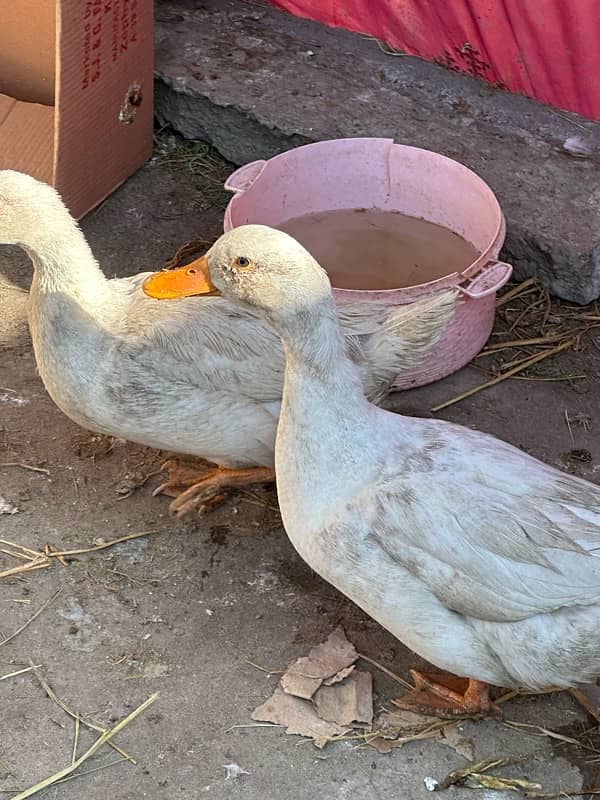 Ducks fertile eggs or desi eggs available 1