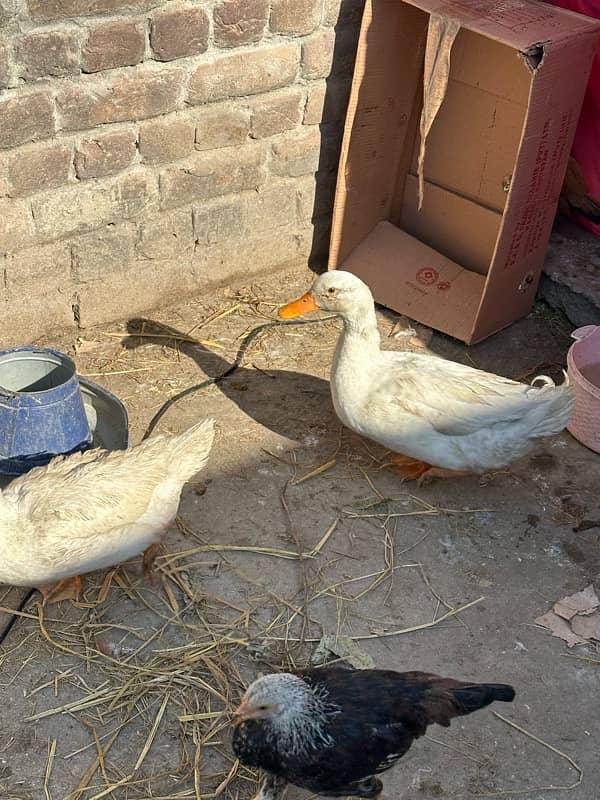 Ducks fertile eggs or desi eggs available 2