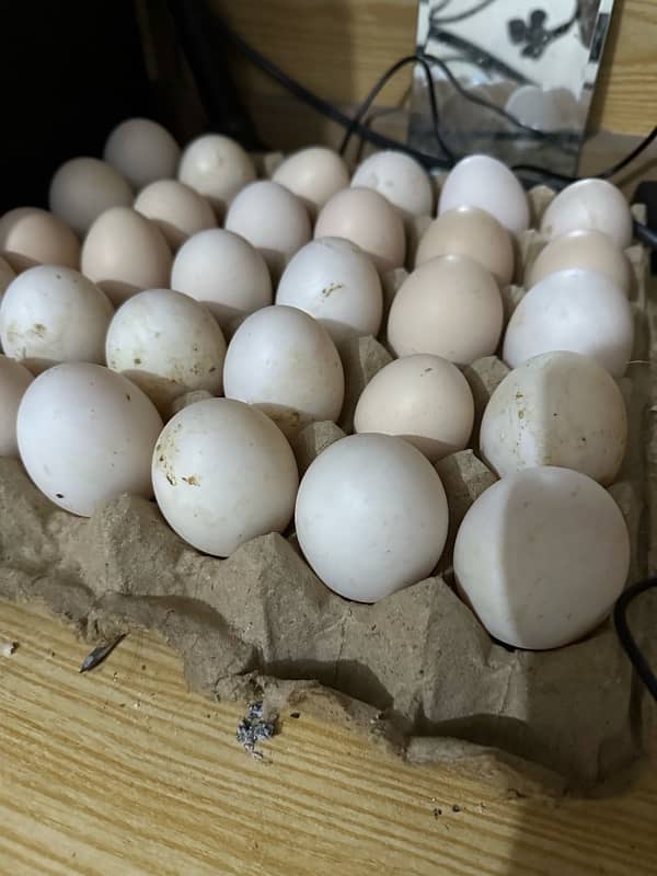 Ducks fertile eggs or desi eggs available 3