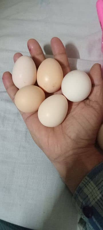 Golden Misri (Desi) Hens for Sale 5