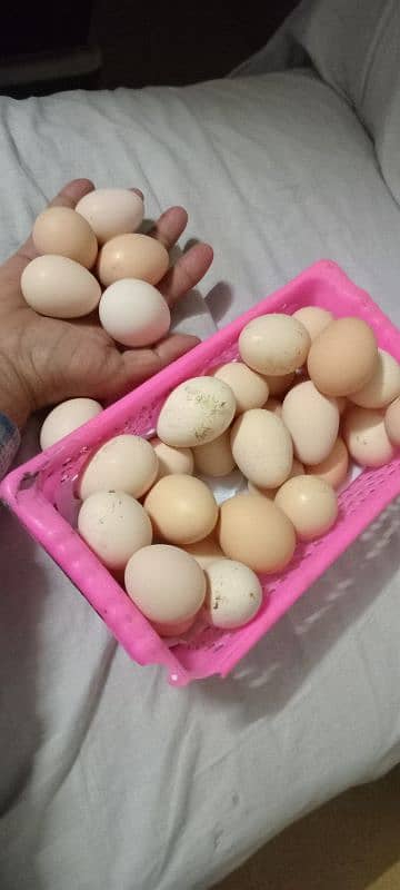 Golden Misri (Desi) Hens for Sale 6