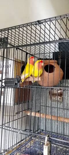 love birds for sale pair