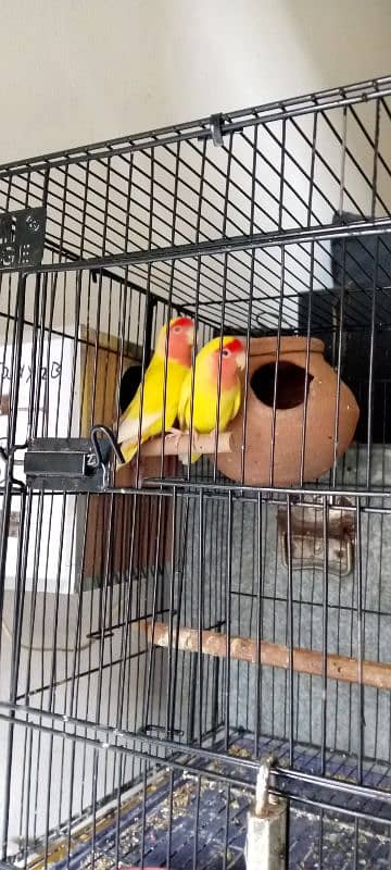 love birds for sale pair 0