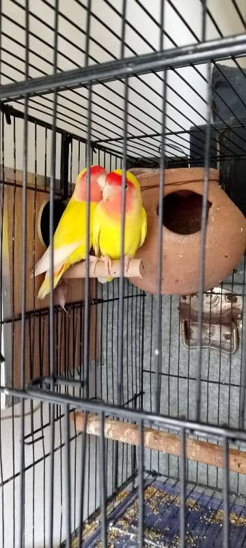 love birds for sale pair 1