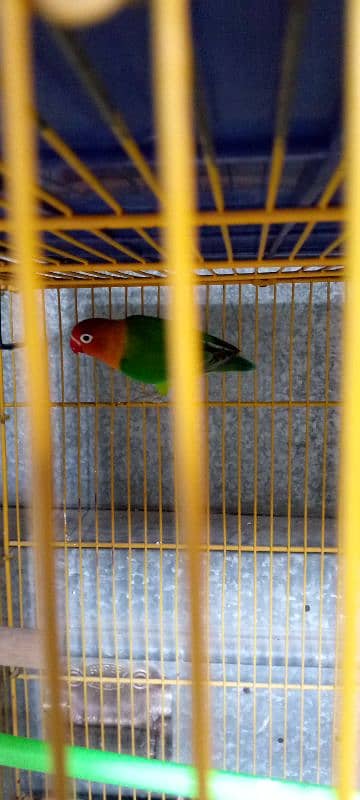 love birds for sale pair 4