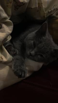 Russian Blue cat of age 6 months in grey