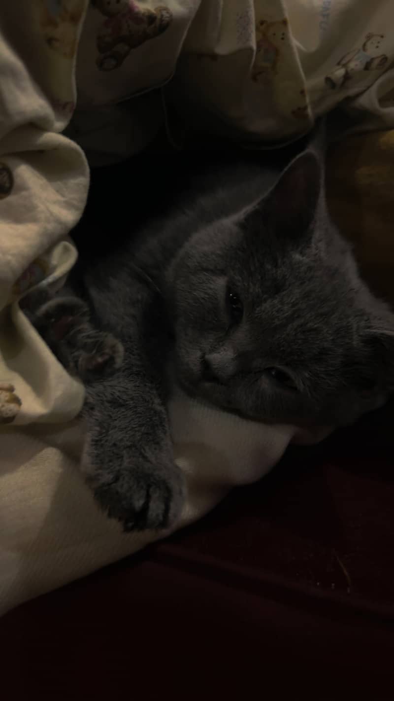 Russian Blue cat of age 6 months in grey 0