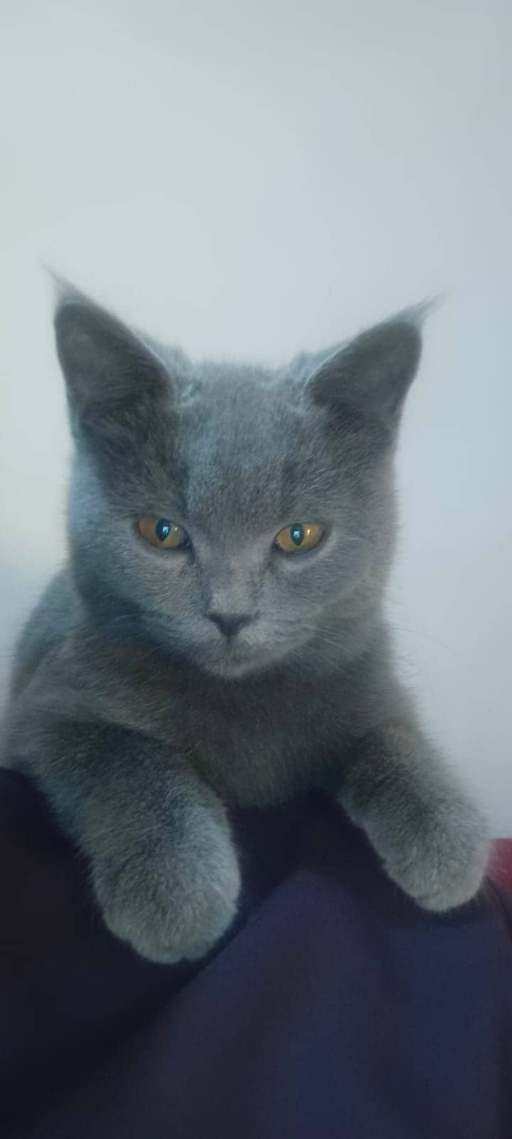 Russian Blue cat of age 6 months in grey 1