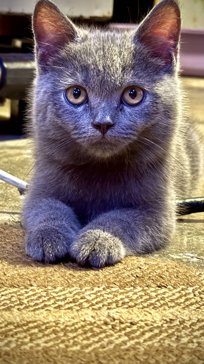 Russian Blue cat of age 6 months in grey 2