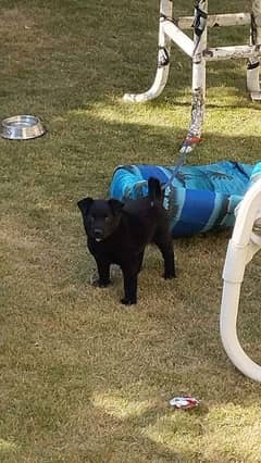 Belgian shepherd x guitar cross puppy for sale