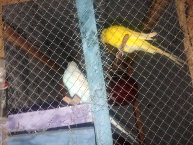 budgies with cage 1