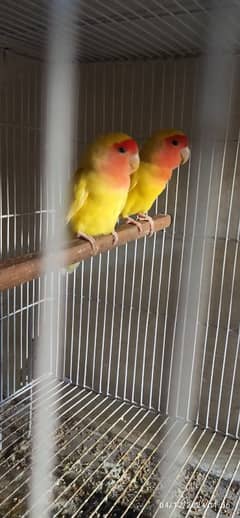 lovebirds