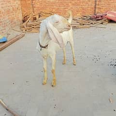 rajanpuri bakra