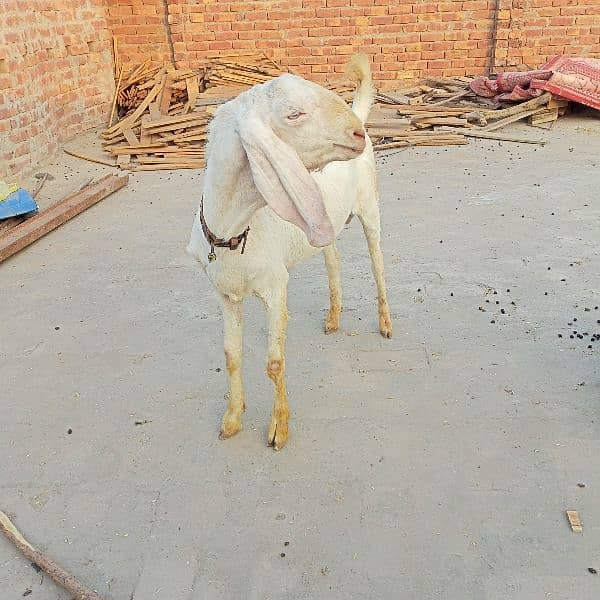 rajanpuri bakra 0