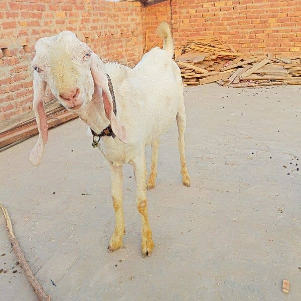 rajanpuri bakra 2