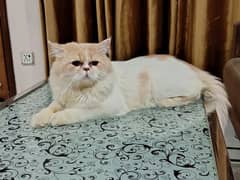 Bi-colour Persian stud male (NOT FOR SALE)