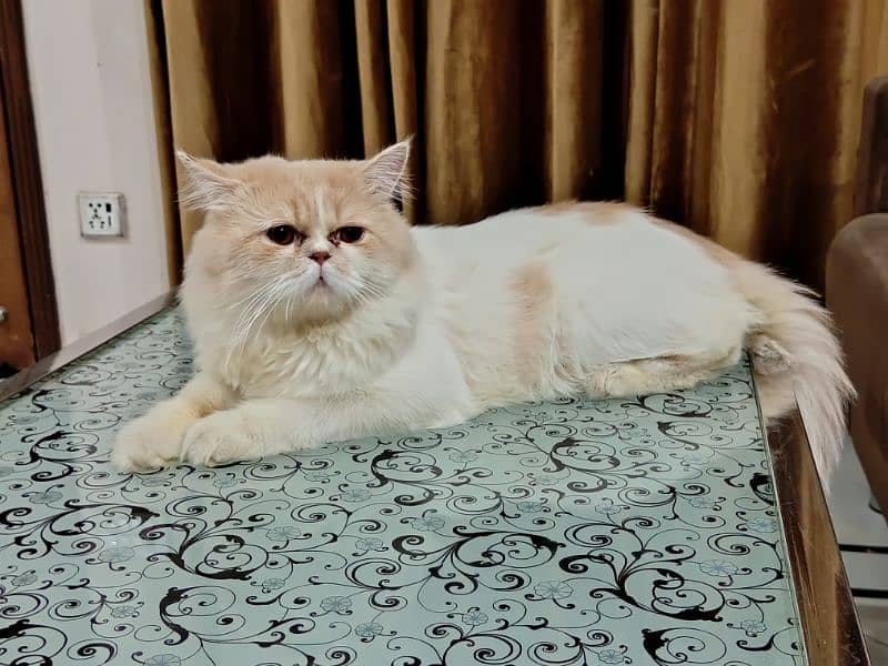 Bi-colour Persian stud male (NOT FOR SALE) 0