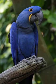 Required Hyacinth Macaw parrot