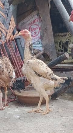 Aseel Shamo Hen For Sale