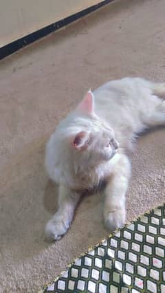 Persian cats kitten Punch face female and male both available