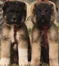 Afghan kochi dog two month pair for sale